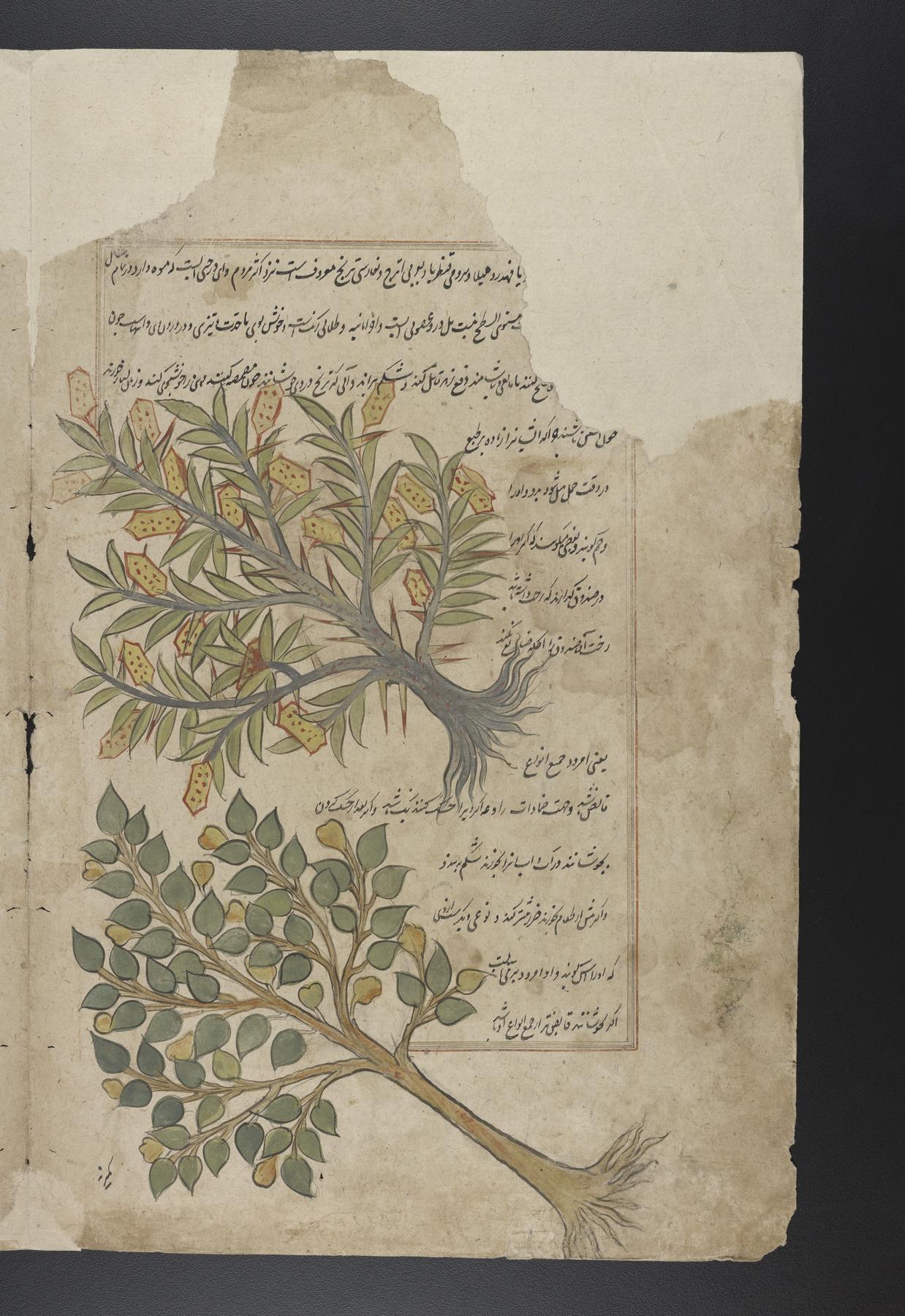 Coffee with a Codex: Persian Herbal